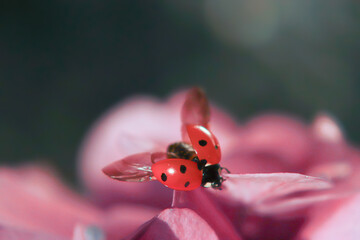 Macro Shot of Ladybug on Pink Flowers with spread wings