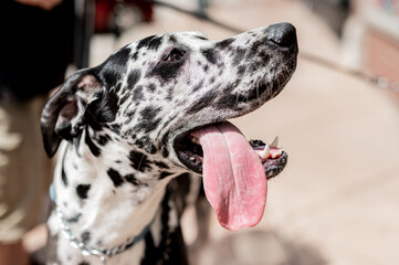 great dane dog