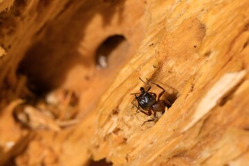 Forest ant (Formica fufa) in several pictures in its natural environment. Macro.