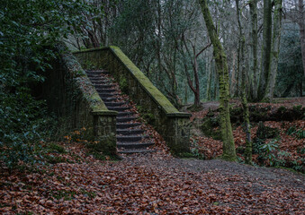 Abandoned stairs in the woods