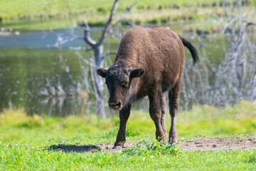 A Bison calf.
