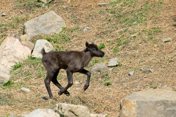 A Caribou calf at the Eco-museum.