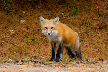 A Red Fox.