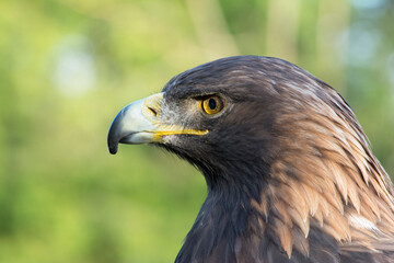 Fototapeta premium Close-up of a Golden Eagle.