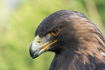 Close-up of a Golden Eagle.