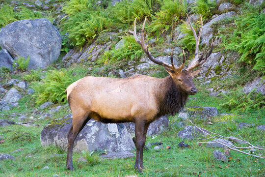 A male Elk.