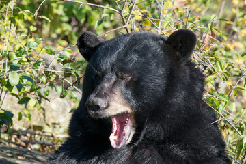 Obraz premium An American Black Bear.
