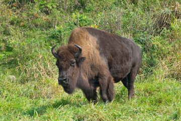 A male Bison.