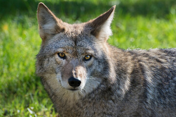 Naklejka na ściany i meble Close-up of a Coyote.