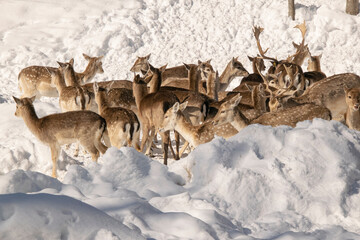 A herd of Fallow Deer in winter.