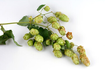 Fresh branch of hops (Humulus lupulus) against a white background.