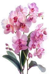 Pink orchids isolated on transparent background.  Close-up.
