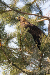 A Golden Eagle in a fir tree