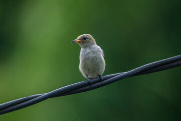 The scarlet-headed flowerpecker (Dicaeum trochileum) is a bird species in the family of Dicaeidae