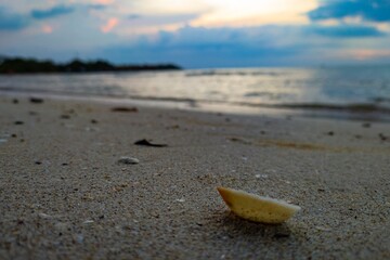 seashell on the beach in the evening. Selective focus