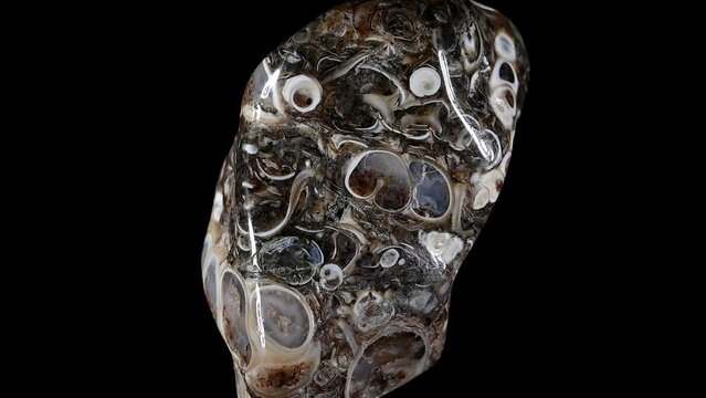 Turritella Agate - agate from Green River Formation, Wyoming, containing fossil snails