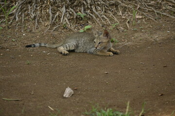 A cat sitting under a tree looking very sad,, a sad sitting cat, एक उदास बैठी हुई बिल्ली