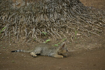 A cat sitting under a tree looking very sad,, a sad sitting cat, एक उदास बैठी हुई बिल्ली