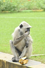 Obraz premium A monkey eating a biscuit, a monkey sitting on the ground saying biscuit with a green meadow behind it