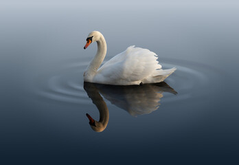 A mute swan swimming on a still pond