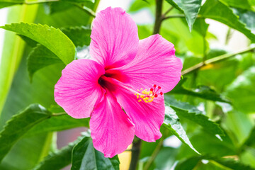 The pink hibiscus flower has its origins in Asia and the Pacific Islands, where it has served as a symbol of beauty, femininity, and young love