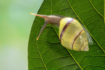 Cornu aspersum (Helix aspersa, Cryptomphalus aspersus), known by the common name garden snail © lessysebastian