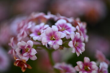 fleur jaune du printemps 
