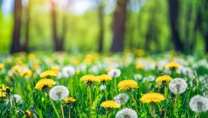 Foto auf Glas beautiful spring natural background landscape with young lush green grass with blooming dandelions against the background of trees in the garden © RichieS