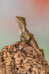 The oriental garden lizard (Calotes versicolor), also called the eastern garden lizard, Indian garden lizard, common garden lizard