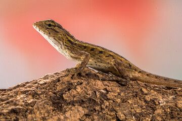 The oriental garden lizard (Calotes versicolor), also called the eastern garden lizard, Indian garden lizard, common garden lizard