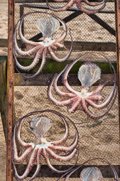 octopuss drying in the sun