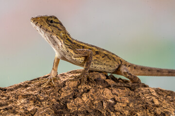 The oriental garden lizard (Calotes versicolor), also called the eastern garden lizard, Indian garden lizard, common garden lizard