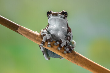 The Mission golden-eyed tree frog or Amazon milk frog (Trachycephalus resinifictrix) is a large species of arboreal frog native to the Amazon Rainforest