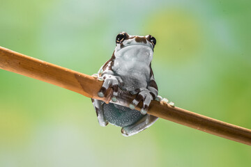 The Mission golden-eyed tree frog or Amazon milk frog (Trachycephalus resinifictrix) is a large...