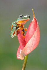 Naklejka premium Wallace's flying frog (Rhacophorus nigropalmatus), also known as the gliding frog or the Abah River flying frog, is a moss frog found at least from the Malay Peninsula into western Indonesia, and is p