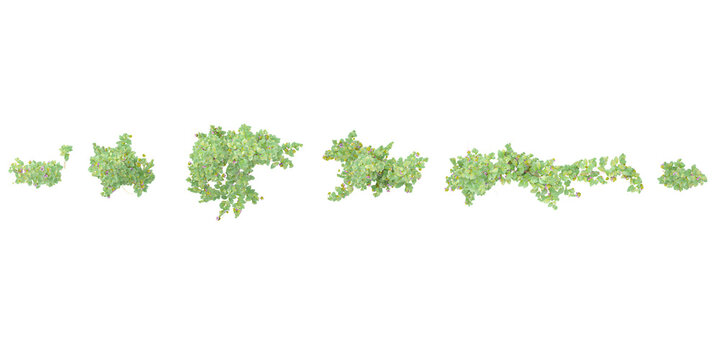 Cathedral bel vine plant climbing isolated on white background with clipping path included from top view