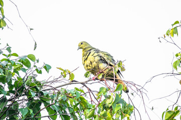The pink-necked green pigeon (Treron vernans) is a species of bird of the pigeon and dove family, Columbidae