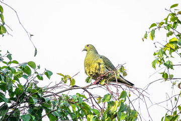 The pink-necked green pigeon (Treron vernans) is a species of bird of the pigeon and dove family, Columbidae