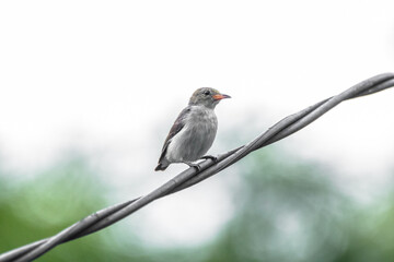 The scarlet-headed flowerpecker (Dicaeum trochileum) is a bird species in the family of Dicaeidae