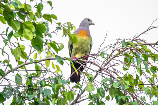 The pink-necked green pigeon (Treron vernans) is a species of bird of the pigeon and dove family, Columbidae