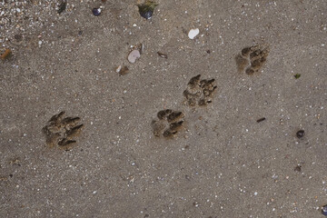 pegadas de border collie na areia
