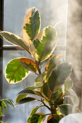 Rare plant with variegated leaves of fiddle-leaa ficus.  plant with white-green leaves in a cloud of steam from an air humidifier. Ficus Lyrata or Fiddle. caring for domestic plants.