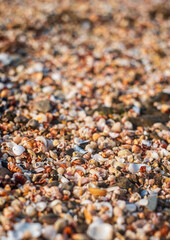 Closeup image of seashells on the beach