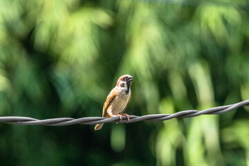 The Eurasian tree sparrow (Passer montanus) is a passerine bird in the sparrow family with a rich chestnut crown and nape and a black patch on each pure white cheek