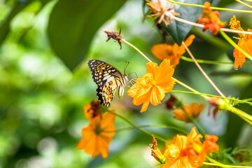 Butterflies are winged insects from the lepidopteran suborder Rhopalocera, characterized by large, often brightly coloured wings that often fold together when at rest, and a conspicuous, fluttering fl