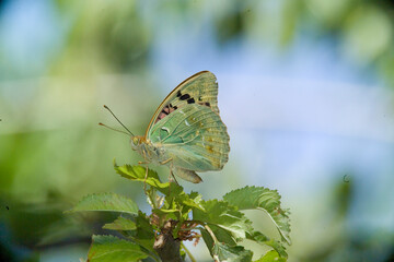 Pandora, Farfalla, Argynnis pandora, Cardinal. Sardegna. Italia