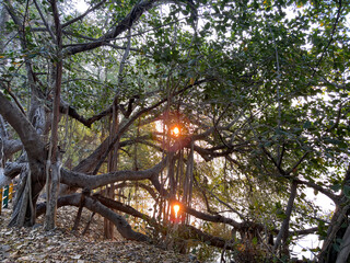 Sunlit banyan tree with intricate root system