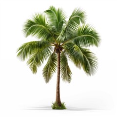 Obraz premium Closeup beautiful coconut palm tree isolated on white background