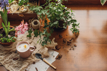 spring care of home flowers. gardening on the windowsill. spring bulbous flowers bloomed on the windowsill. spring gardening on the windowsill. creating a spring atmosphere in the house.