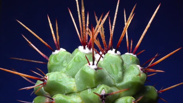 Mammillaria magnimamma - spiny cactus with large papillae in a botanical collection